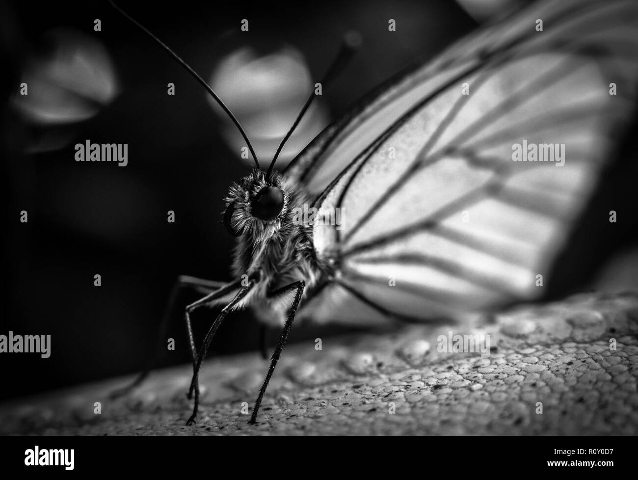 Butterfly con grandi ali bianche - B&W Foto Stock