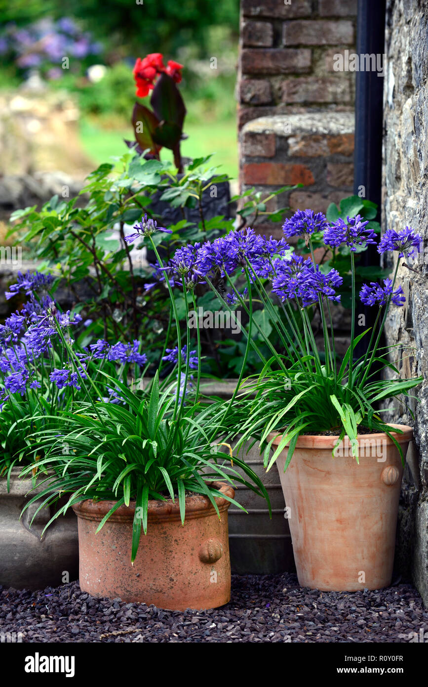 Vasi di terracotta,contenitori,impianto display,patio,agapanthus navy blue,pentole,giardino,RM Floral Foto Stock