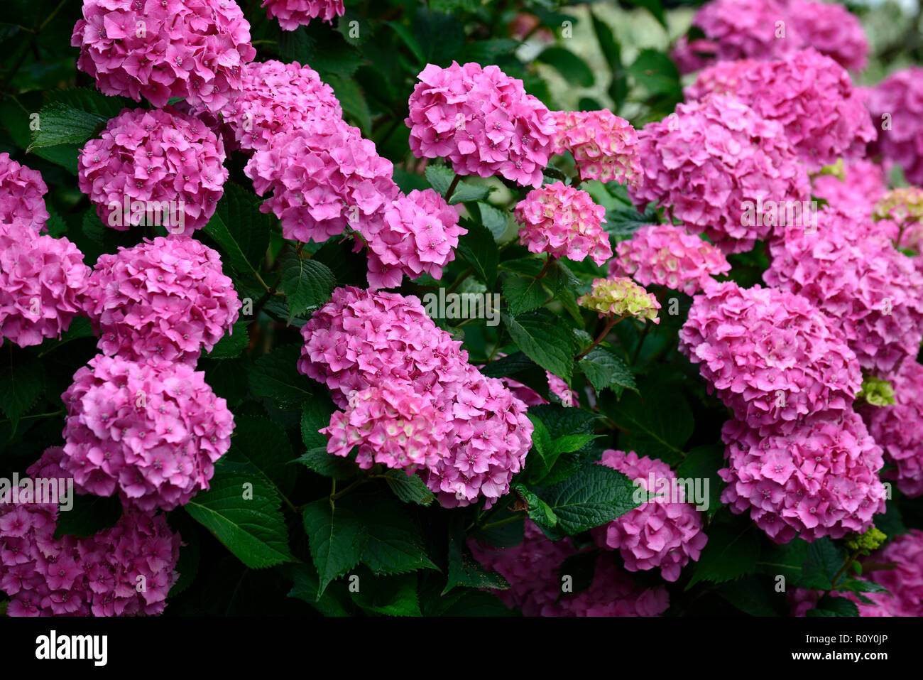 Hydrangea macrophylla,mophead hydrangea,rosa,fiore,fiori,l'infiorescenza,ortensie,RM Floral Foto Stock