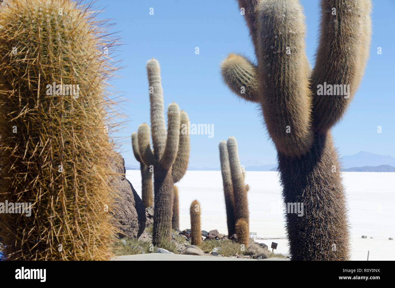 I cactus sull isola di pesce, Uyuni, Salt Lake, Bolivia Foto Stock