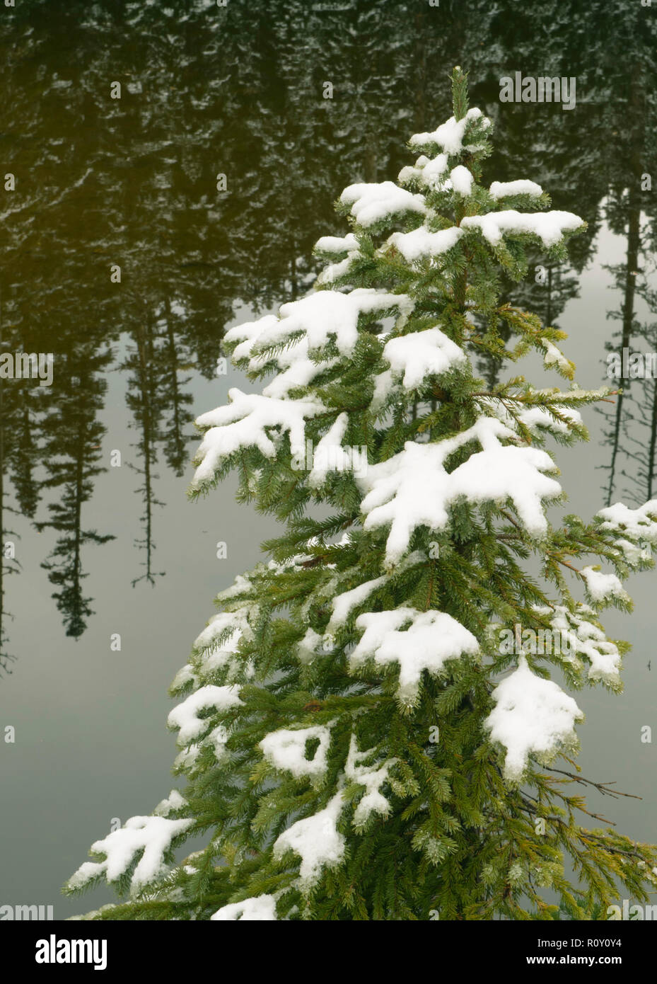 Autunno nevicata su alberi alpino, North Cascades Foto Stock