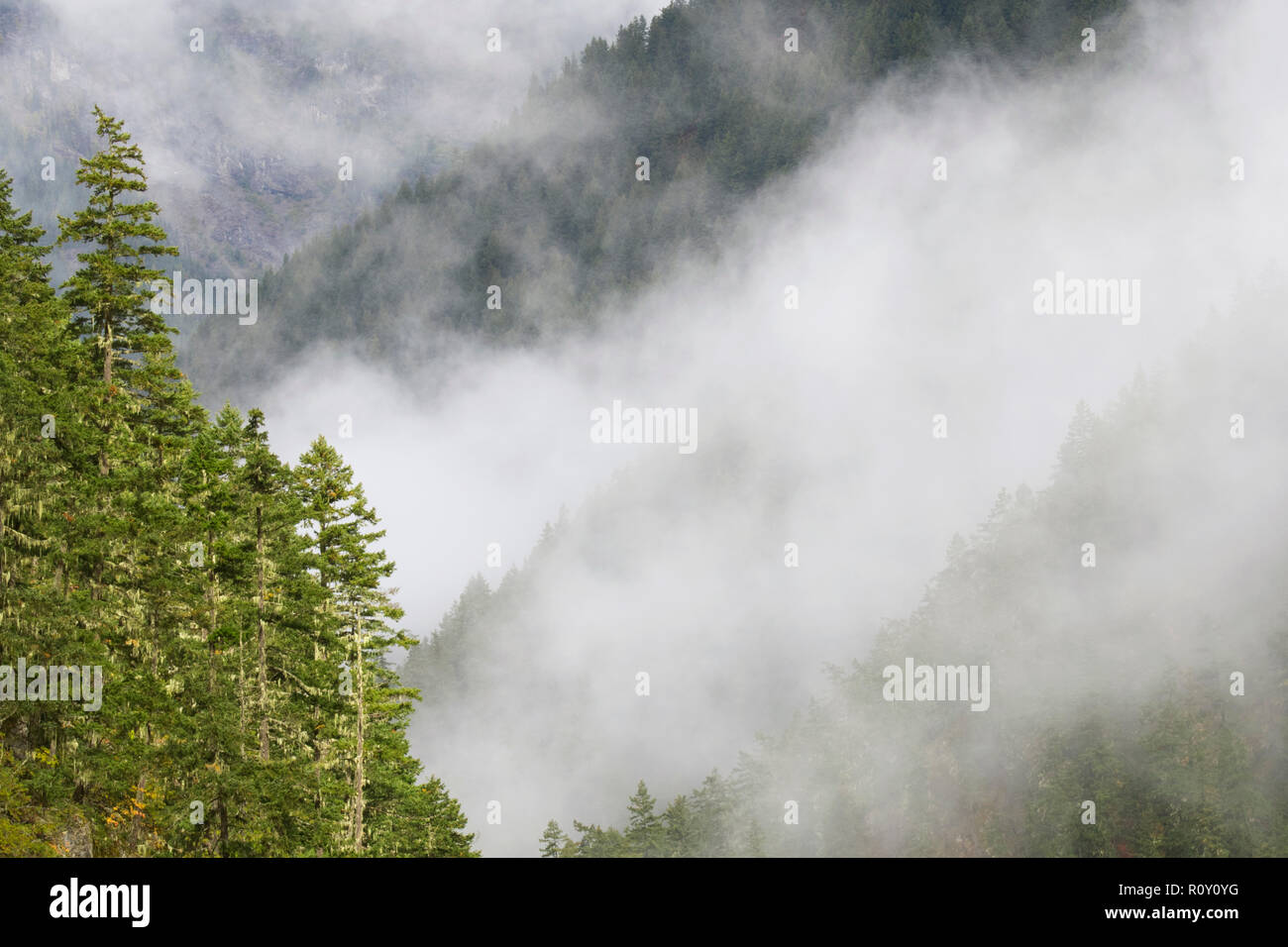 Misty foreste, North Cascades Highway, Washington Foto Stock