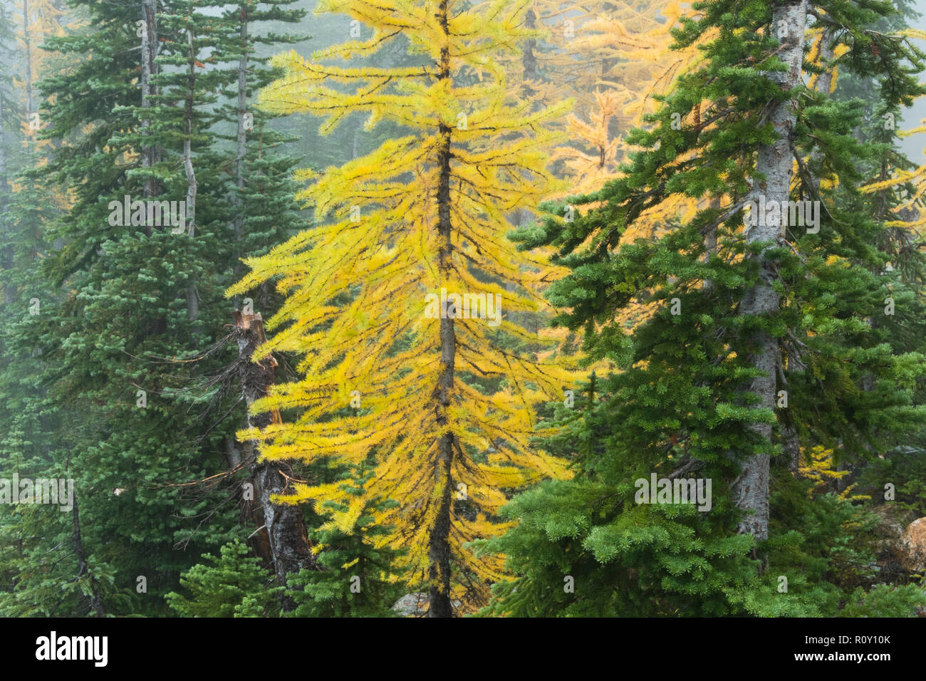 Alpine Larice (Larix lyalli) aghi di conifere girare oro in autunno Foto Stock