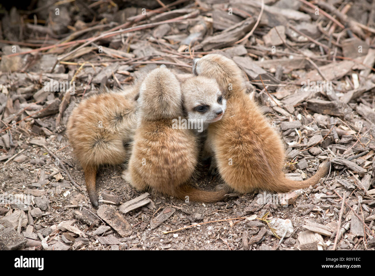 Il kit di meerkat sono huddle insieme in un gruppo Foto Stock