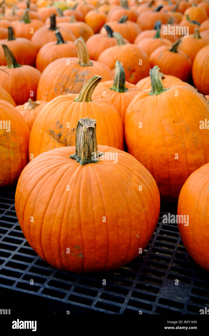 Molti zucche mature sul display a livello locale mercato degli agricoltori Foto Stock