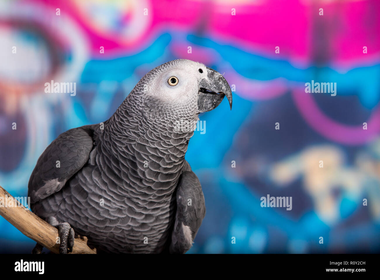 Colorati dipinti a muro in grafitti con pet bird pappagallo grigio africano di fronte. Animali domestici popolari ben noti per la loro capacità di imitare la voce umana Foto Stock