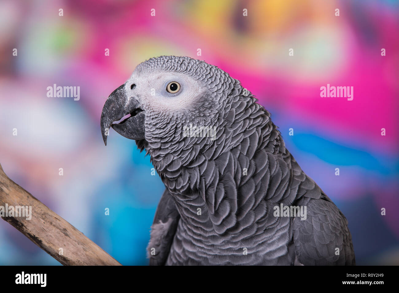Colorati dipinti a muro in grafitti con pet bird pappagallo grigio africano di fronte. Animali domestici popolari ben noti per la loro capacità di imitare la voce umana Foto Stock