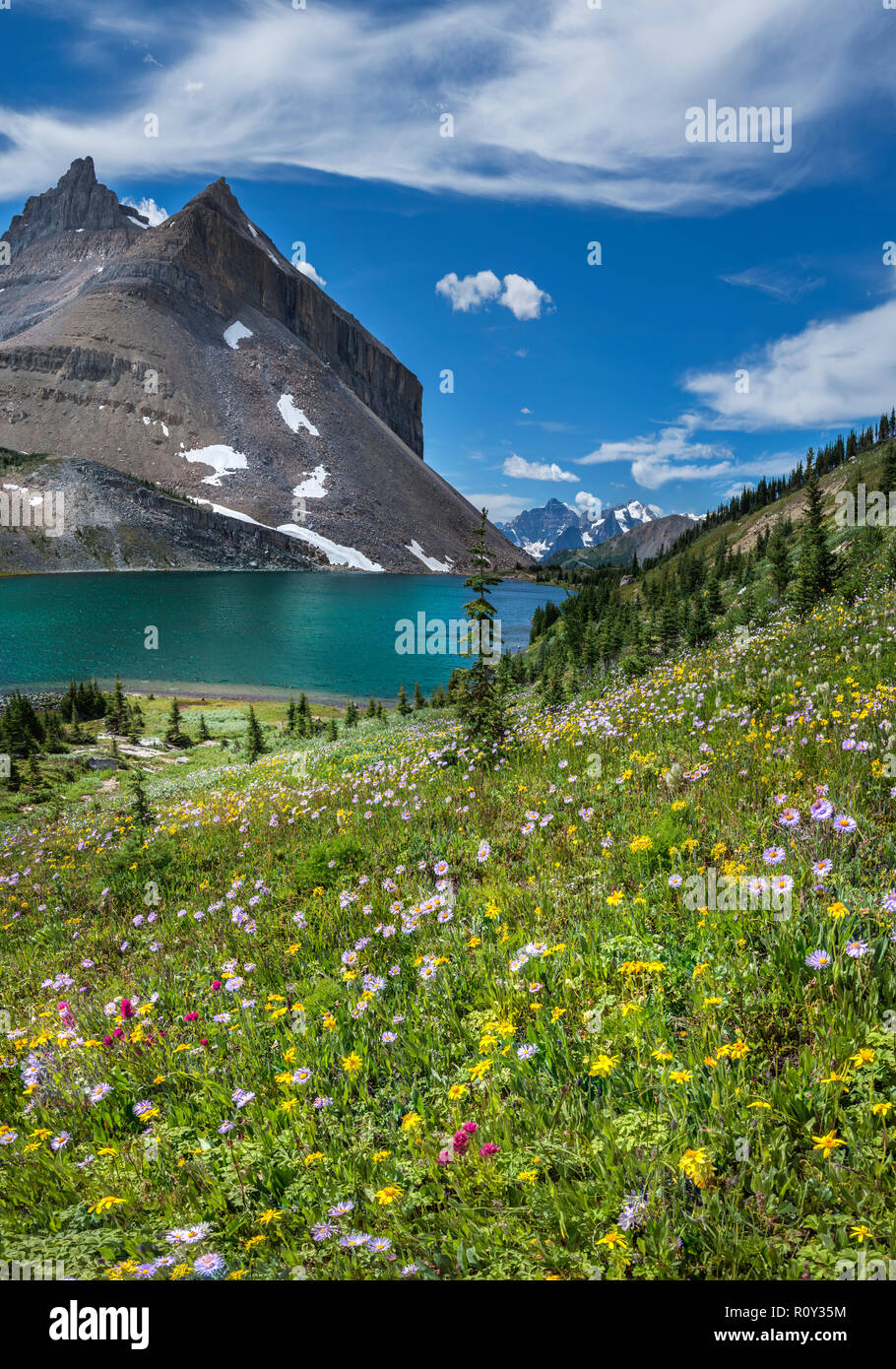 Fioritura di fiori di campo mediante la pernice bianca Lago d'Estate (Banff,montagna rocciosa) Foto Stock