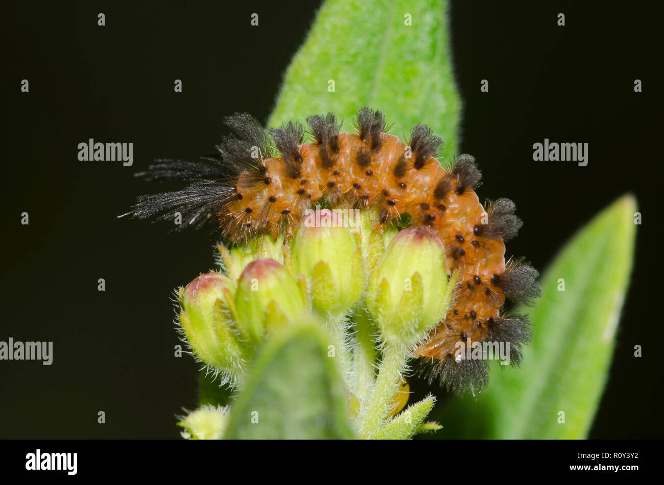 Cirnia inaspettata, cirnia colaris, larva su lattonzolo arancione, Aclepias tuberosa Foto Stock