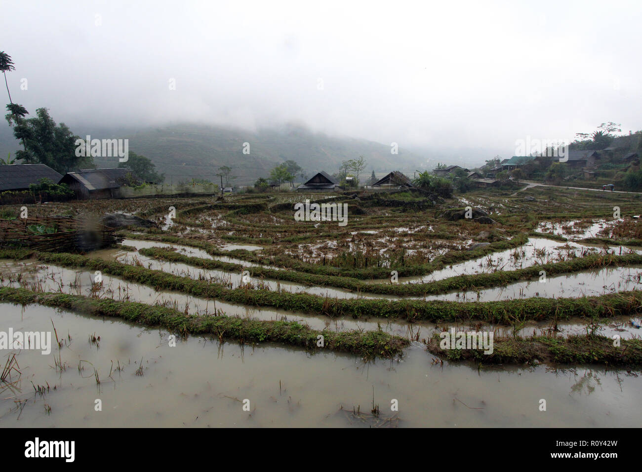Wet risaie vicino a Sapa village, Vietnam Foto Stock