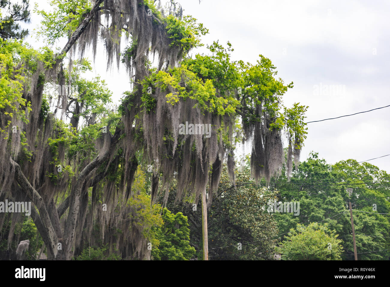 Tall southern Live Oak tree con appeso muschio Spagnolo in Montgomery, Alabama street durante la giornata di primavera, i fili dei cavi Foto Stock
