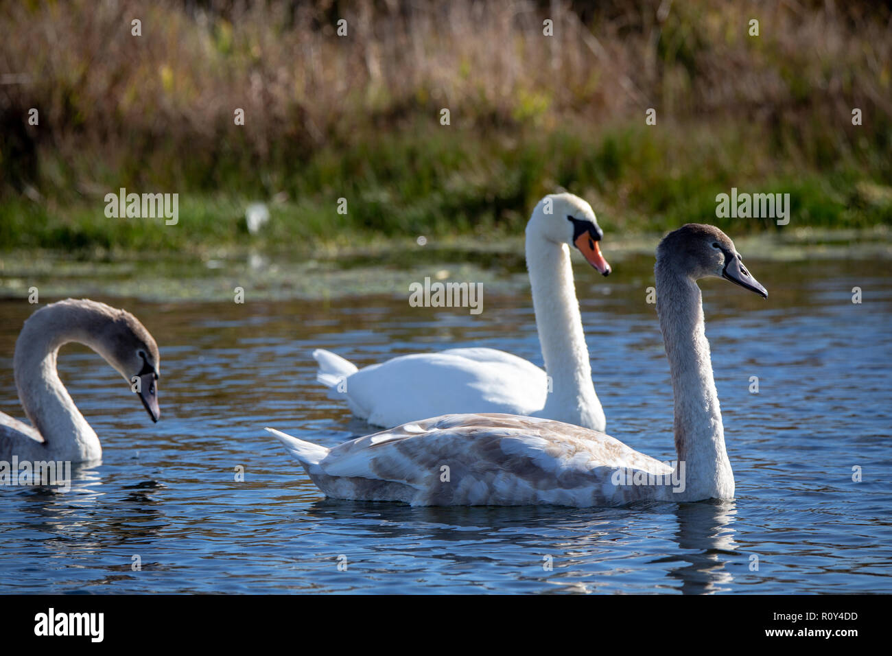 Un cigno selvatico famiglia su un lago nel pomeriggio di sole a Taumutu, Canterbury, Nuova Zelanda Foto Stock