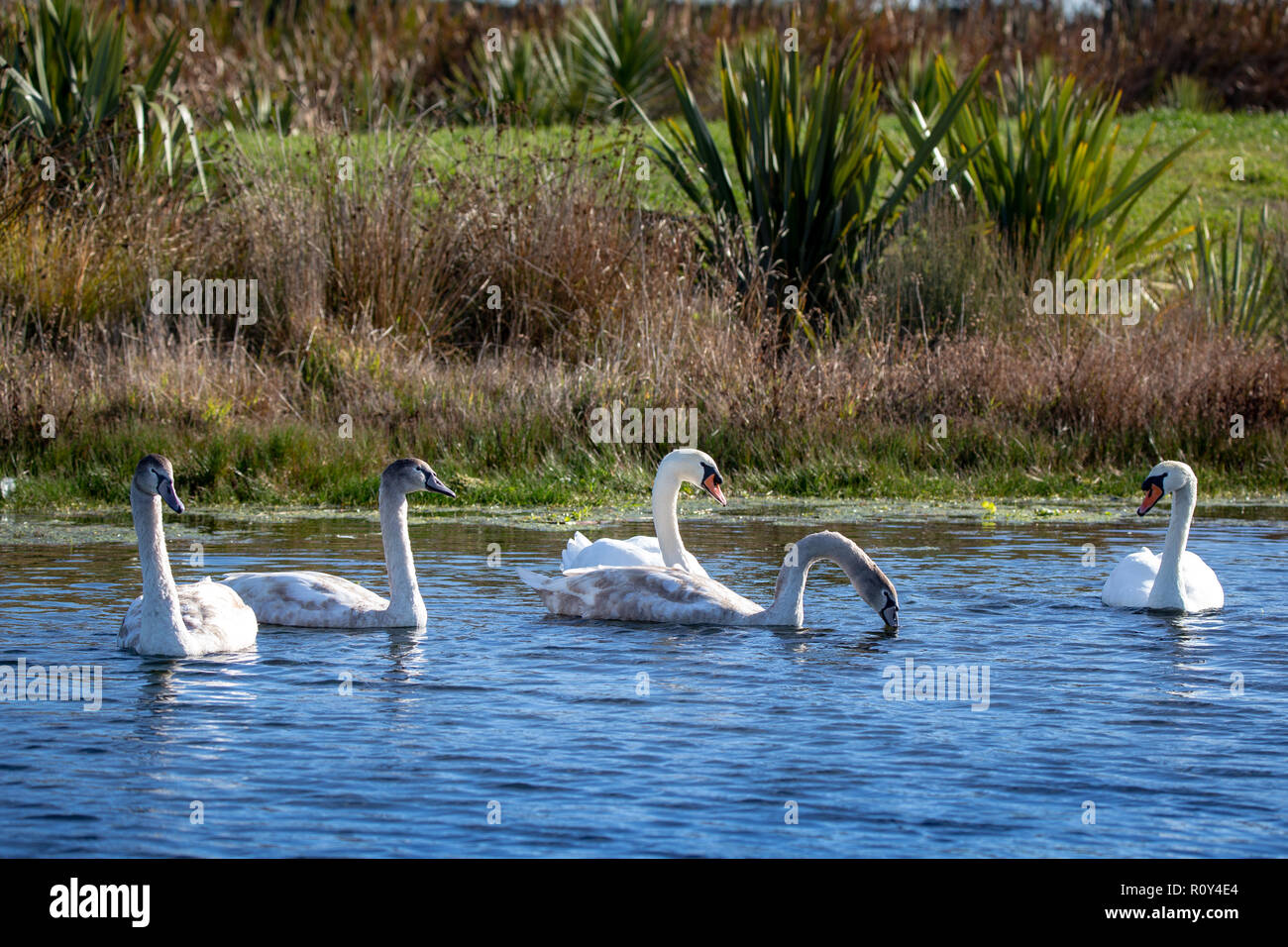 Un cigno selvatico famiglia su un lago nel pomeriggio di sole a Taumutu, Canterbury, Nuova Zelanda Foto Stock