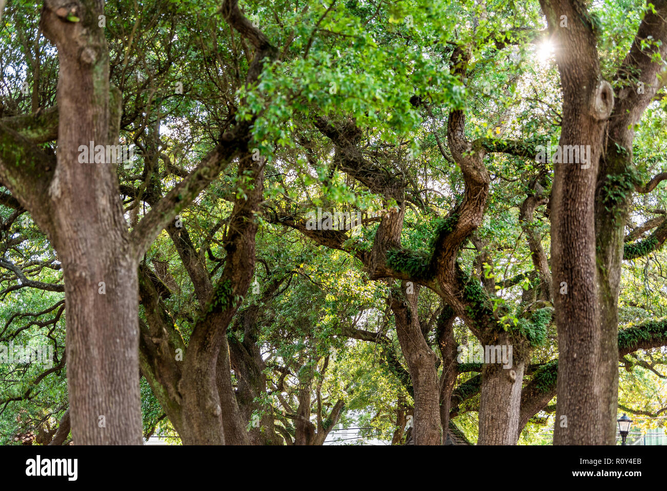 Primo piano modello di alberi di quercia in cerca di sole, sunburst a New Orleans, Louisiana, USA una famosa città city, Washington Square park, rami di grandi dimensioni Foto Stock