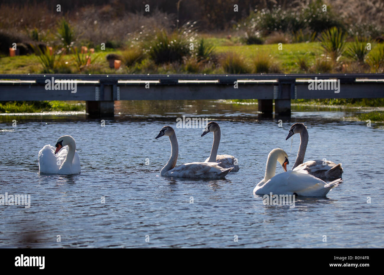 Un cigno selvatico famiglia su un lago nel pomeriggio di sole a Taumutu, Canterbury, Nuova Zelanda Foto Stock