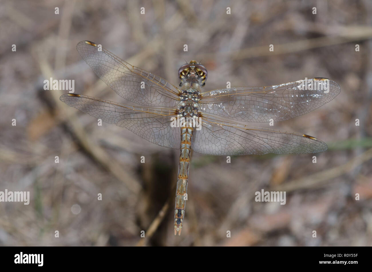 Meadowhawk variegato, Sympetrum corruptum, femmina Foto Stock