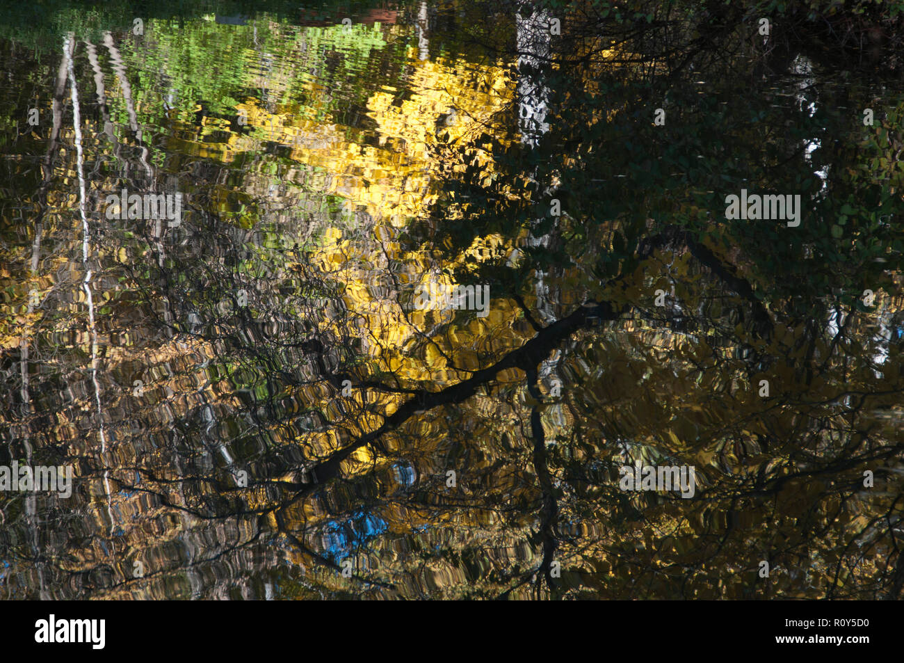La riflessione di autunno alberi in un stagno come sfondo Foto Stock