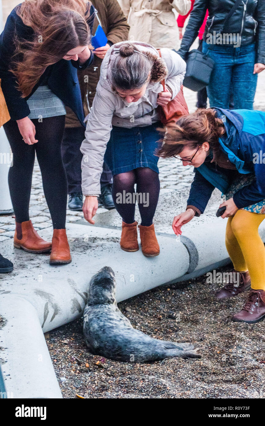 Aberystwyth Wales UK, 7 Novembre 2018 Una giovane Atlantic seal Pup sono state lavate fino dalle tempeste sulla spiaggia a Aberystwyth su Cardigan Bay costa del Galles occidentale. La folla di curiosi interessati al più presto si sono riuniti per scattare fotografie e per tentare di impedire che strisciando sulla passeggiata a mare e nei percorsi di veicoli di passaggio. Come tenebre sento il cucciolo, che apparentemente è completamente svezzato e in grado di nutrirsi, è stato hunkered giù sulla spiaggia come la marea è venuto a. Gli esperti della British Divers vita marina di salvataggio (BDMLR) team poi liberato il cucciolo. Photo credit: Keith Morris / Alamy Live News Foto Stock