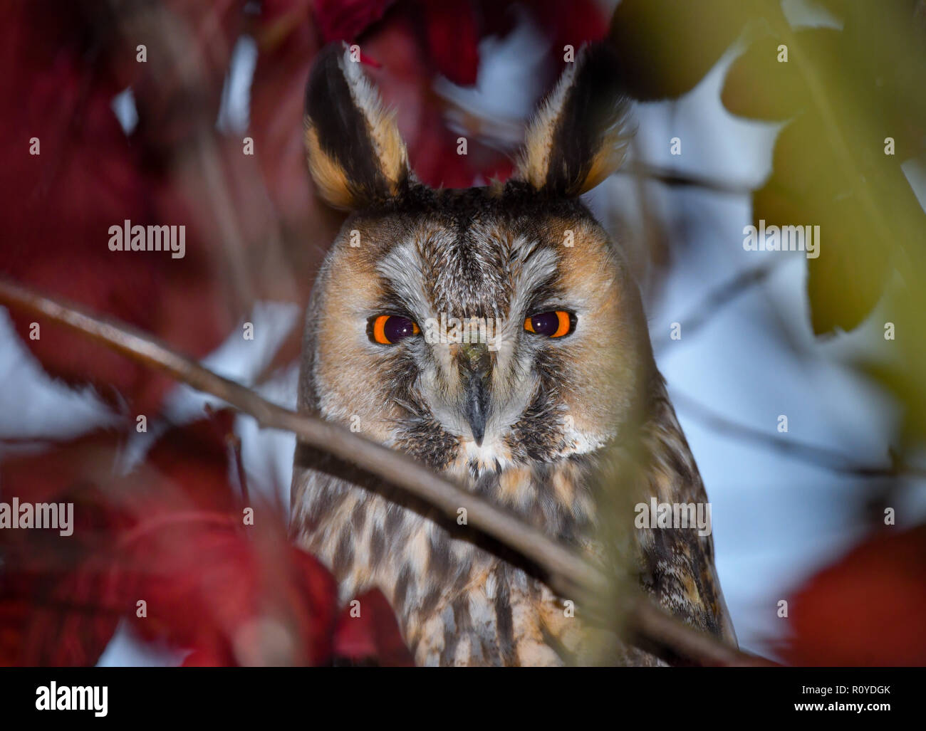 Hackenow, Germania. 07 Nov, 2018. Un gufo comune (Asio otus) guarda giù da  un albero. Il Oderbruch è molto popolare con il long-eared owls. Molti  animali trascorrono l'inverno qui nel dormire europee.