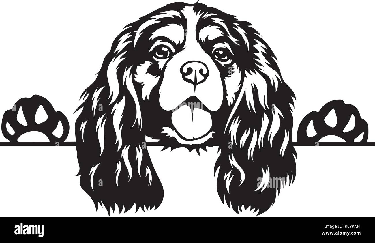 Cavalier King Charles Spaniel cane di razza isolato di testa Pedigree Pet ritratto sorride felice Faccia da cucciolo animale illustrazione Cartoon ritratto arte artwork Illustrazione Vettoriale