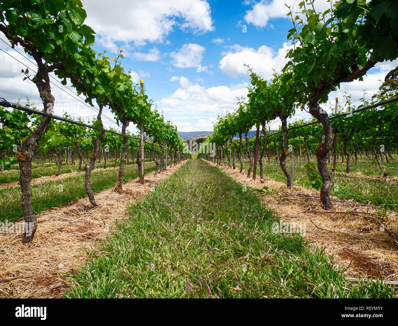 Angolo basso cercando tra i filari di vigneti di uve dopo la potatura. Scenic paesaggio rurale dei vitigni. Foto Stock