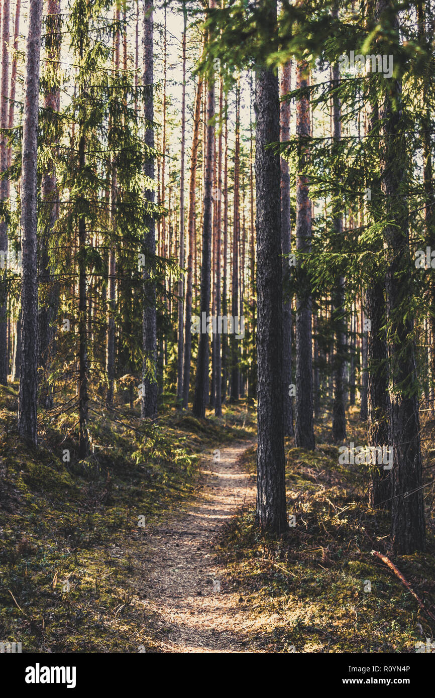 Calma e soleggiata giornata di primavera nella foresta, con il sole che splende sulla parte superiore degli alberi - look vintage modifica Foto Stock