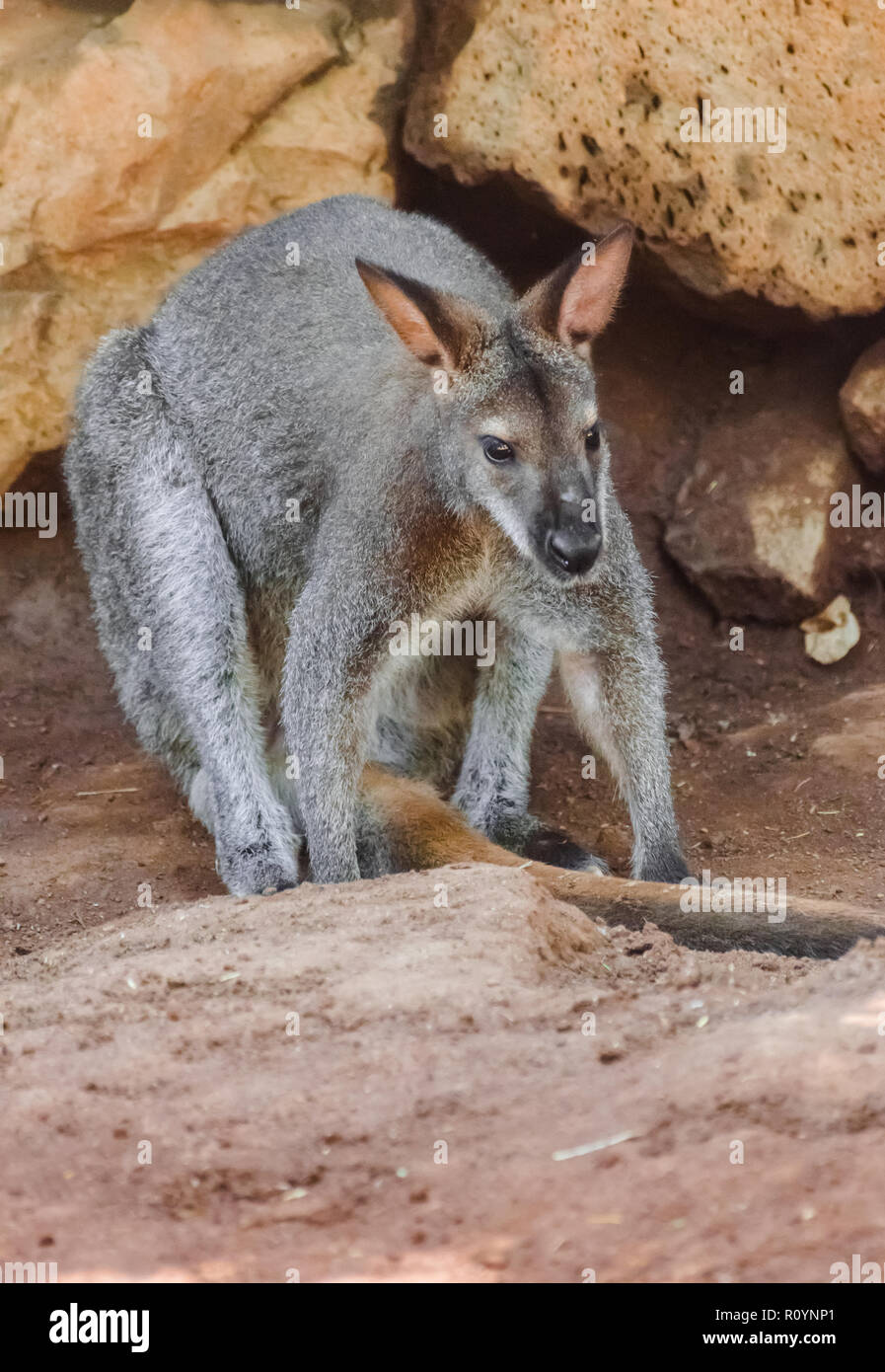 Il Bennett's wallaby (Macropus rufogriseus) con rocce sullo sfondo Foto Stock