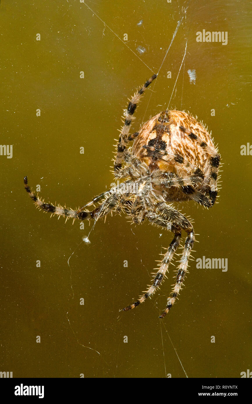 Dettaglio di una grande croce orbweaver spider, Araneus diadematus appese a fili di seta nella sua web. Foto Stock