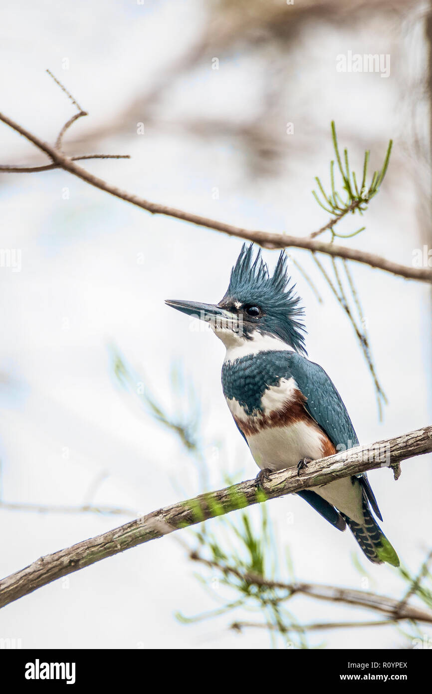 Belted Kingfisher (Megaceryle alcyon) in Everglades National Park.Florida.USA Foto Stock
