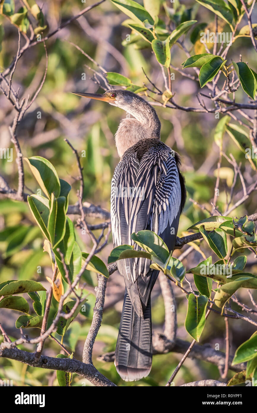 Femmina (Anhinga Anhinga anhinga) appollaiate su un albero di mangrovia in Everglades National Park. Florida. Stati Uniti d'America Foto Stock