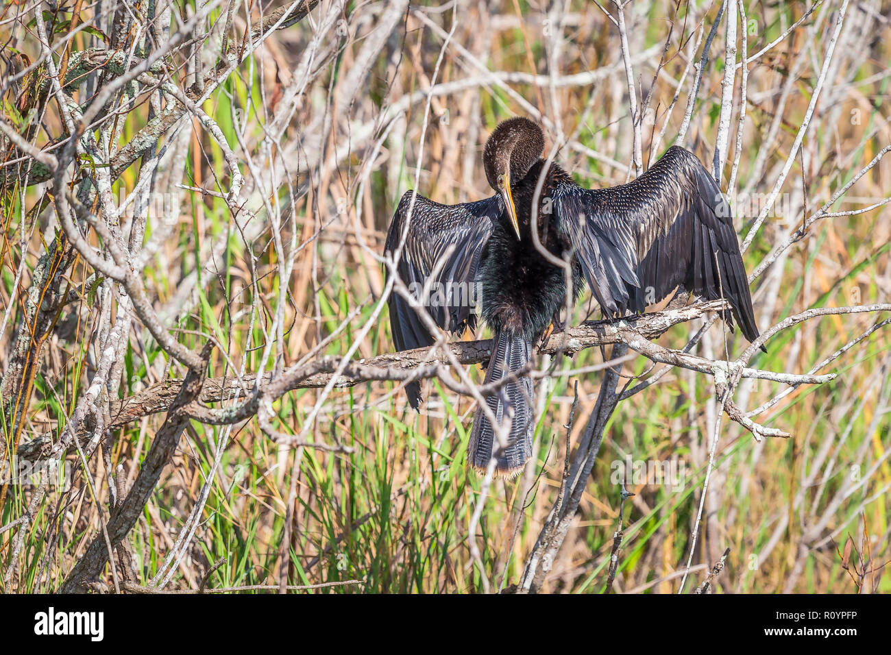 Maschio (Anhinga Anhinga anhinga) essiccazione di ali su di un albero di mangrovia in Everglades National Park. Florida. Stati Uniti d'America Foto Stock