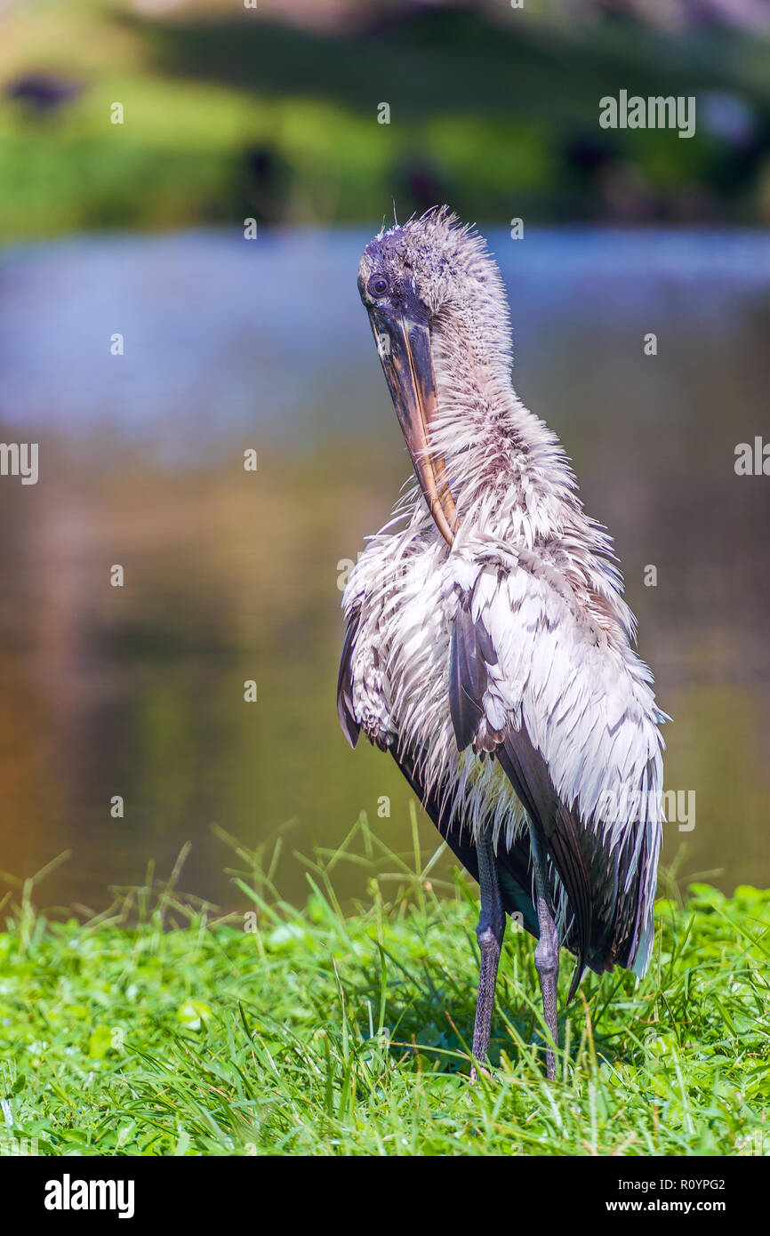 Cicogna in legno (Mycteria americana). Anhinga trail. Parco nazionale delle Everglades. Florida. Stati Uniti d'America Foto Stock