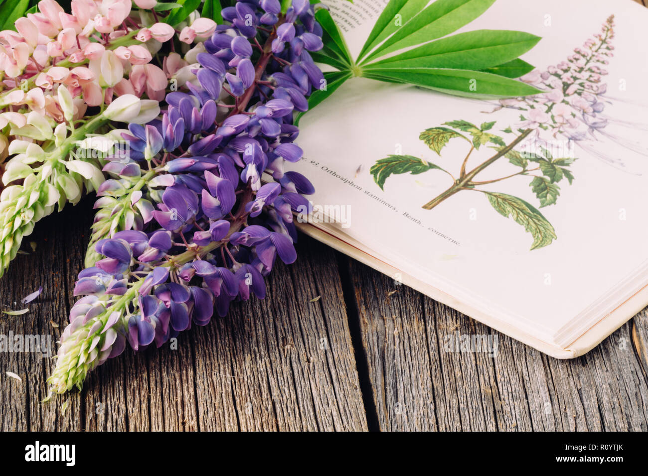 Illustrazione botanica. Gli impianti medici. Vecchio libro aperto erboristeria Foto Stock