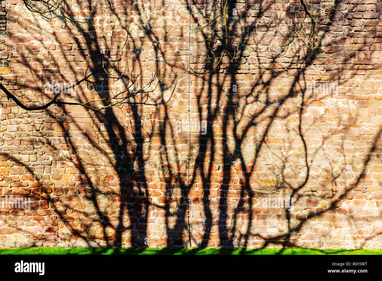 Immagine con le ombre di un albero su un vecchio muro di mattoni Foto Stock