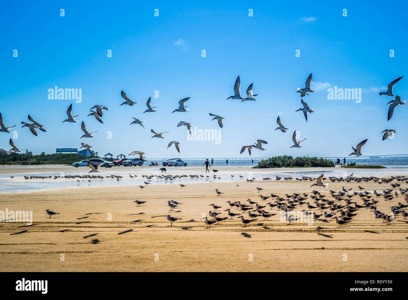 Un gregge di Nero Gli skimmer battenti intorno a South Padre Island, Texas Foto Stock