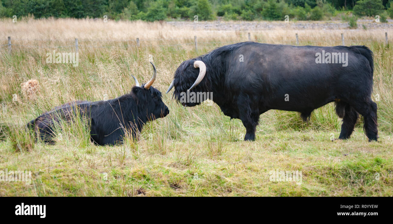 Nero Longhorn Highland bull affettuosamente avvicinando una mucca Foto Stock