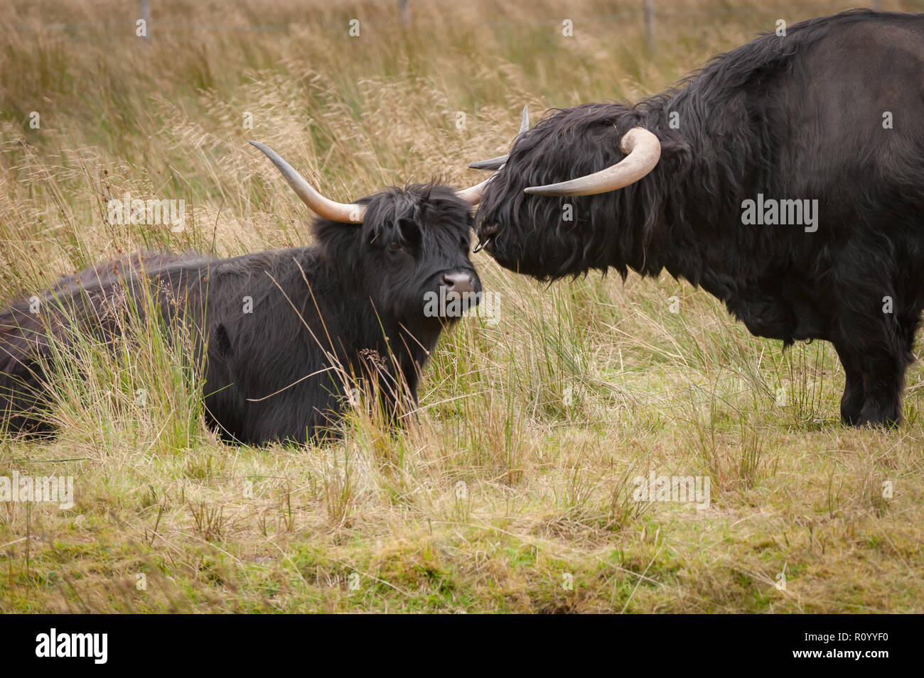 Nero Longhorn Highland bull affettuosamente avvicinando una mucca Foto Stock