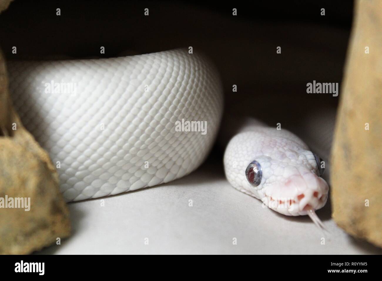 Blue Eyed Leucistic Ball Python Foto Stock