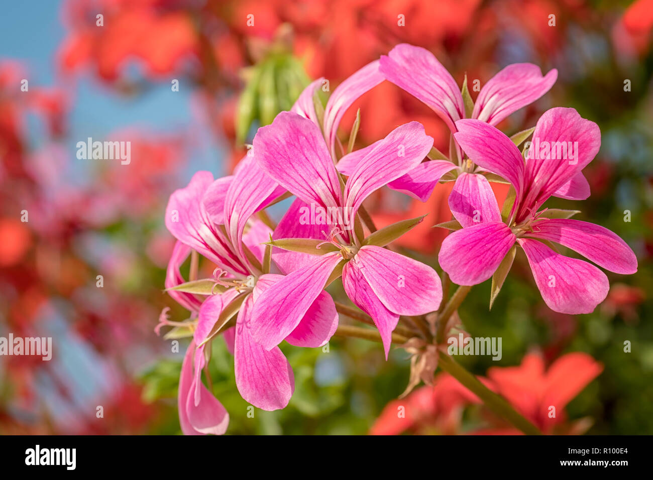 Primo piano di una rosa fioritura cascading geranio o Pelargonium peltatum impianto in una giornata di sole. Foto Stock