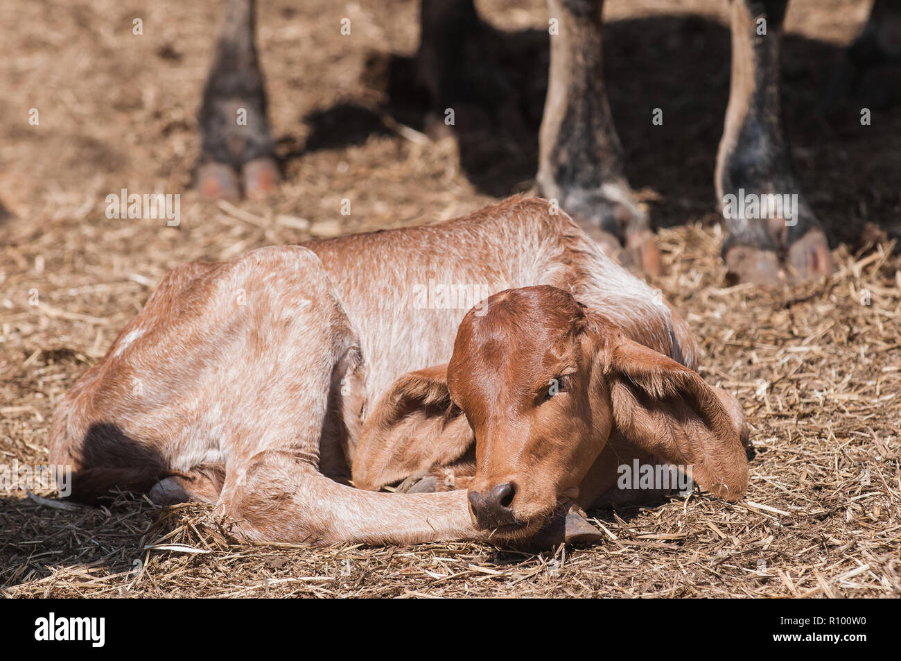 Mucca e vitello si riunirono dopo il roundup del bestiame su un paddock di un allevamento di bestiame di Cape York in Australia. Foto Stock