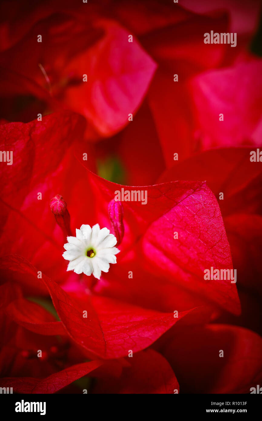 Fioritura Bouganvillia rosso con boccioli rosso e bianco centrale fiore. Foto Stock