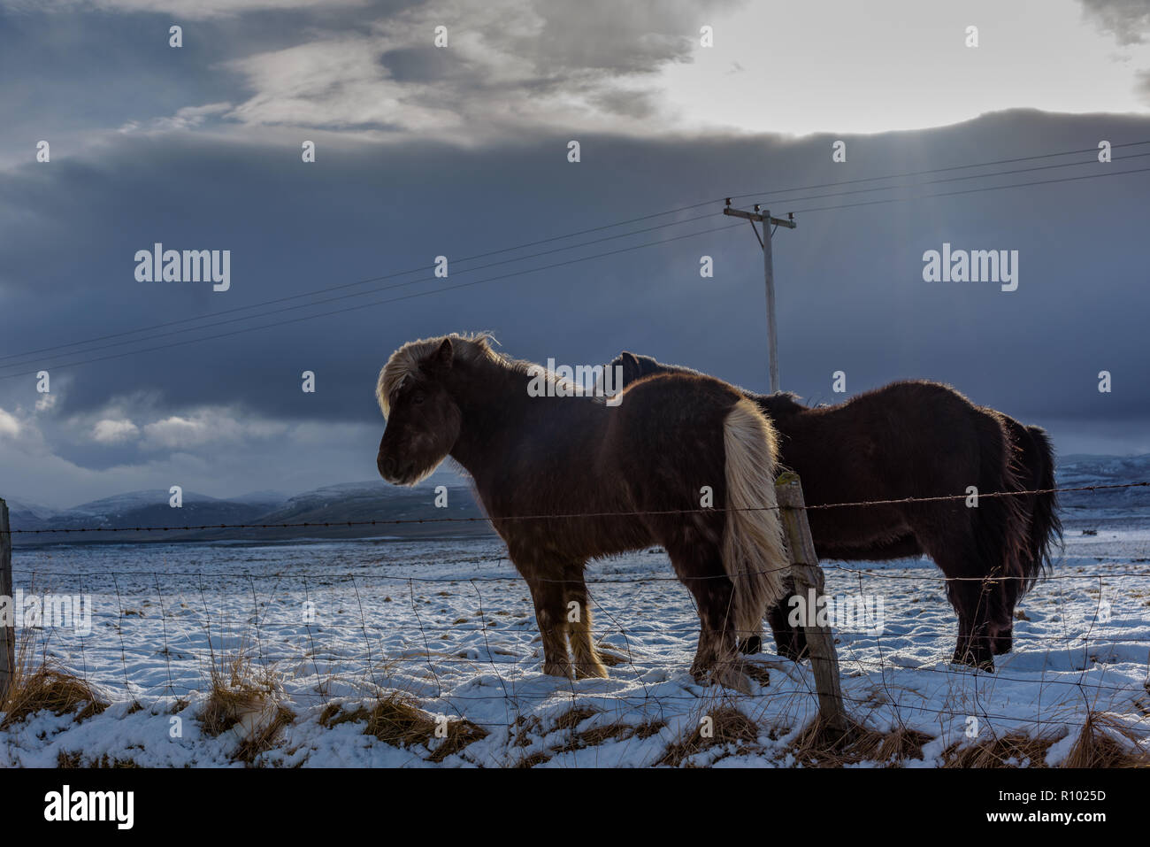 Incredibile in Islanda in inverno - paesaggi mozzafiato e paesaggi congelati - Ritratto di un bel cavallo islandese Foto Stock