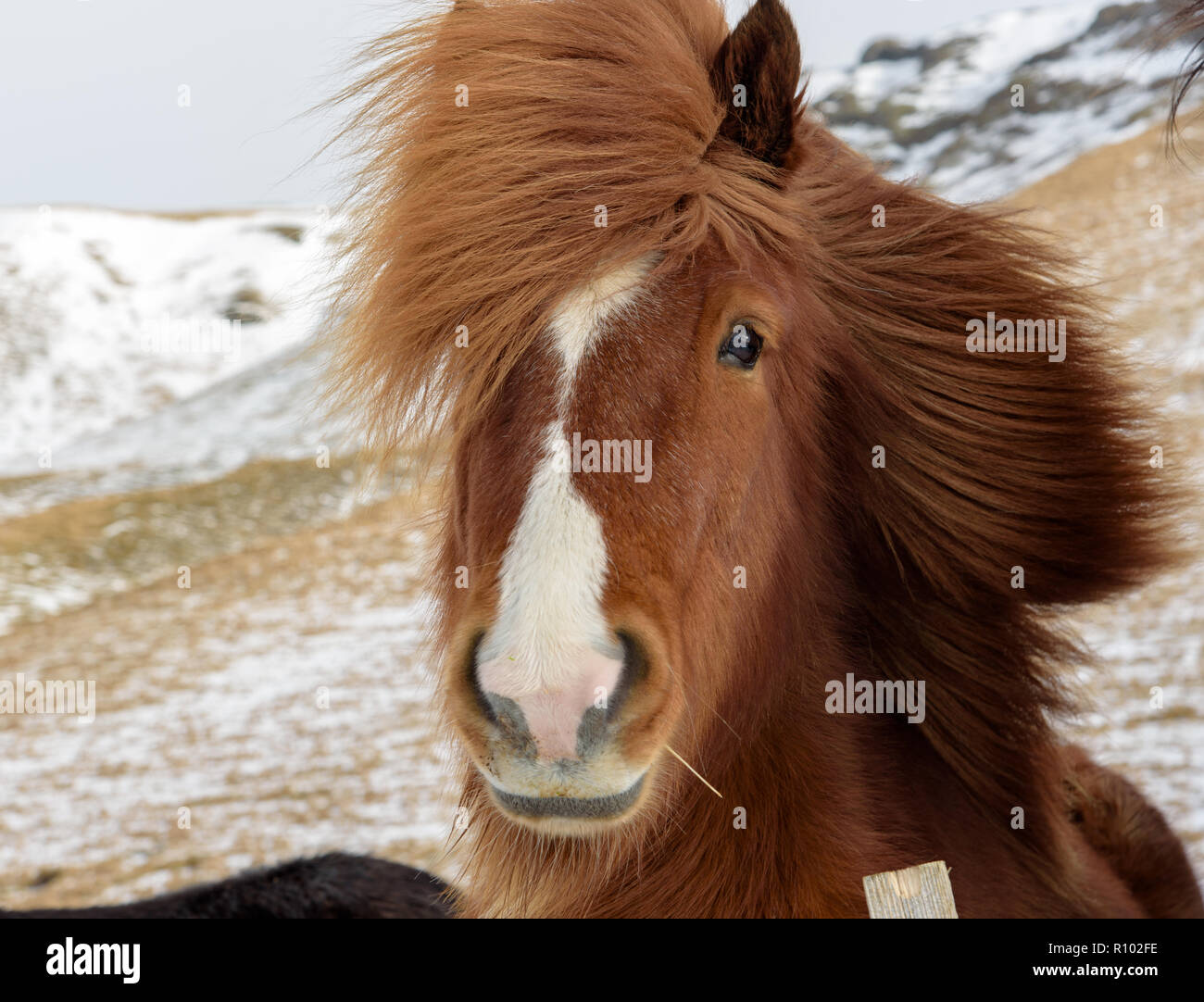 Incredibile in Islanda in inverno - paesaggi mozzafiato e paesaggi congelati - Ritratto di un bel cavallo islandese Foto Stock