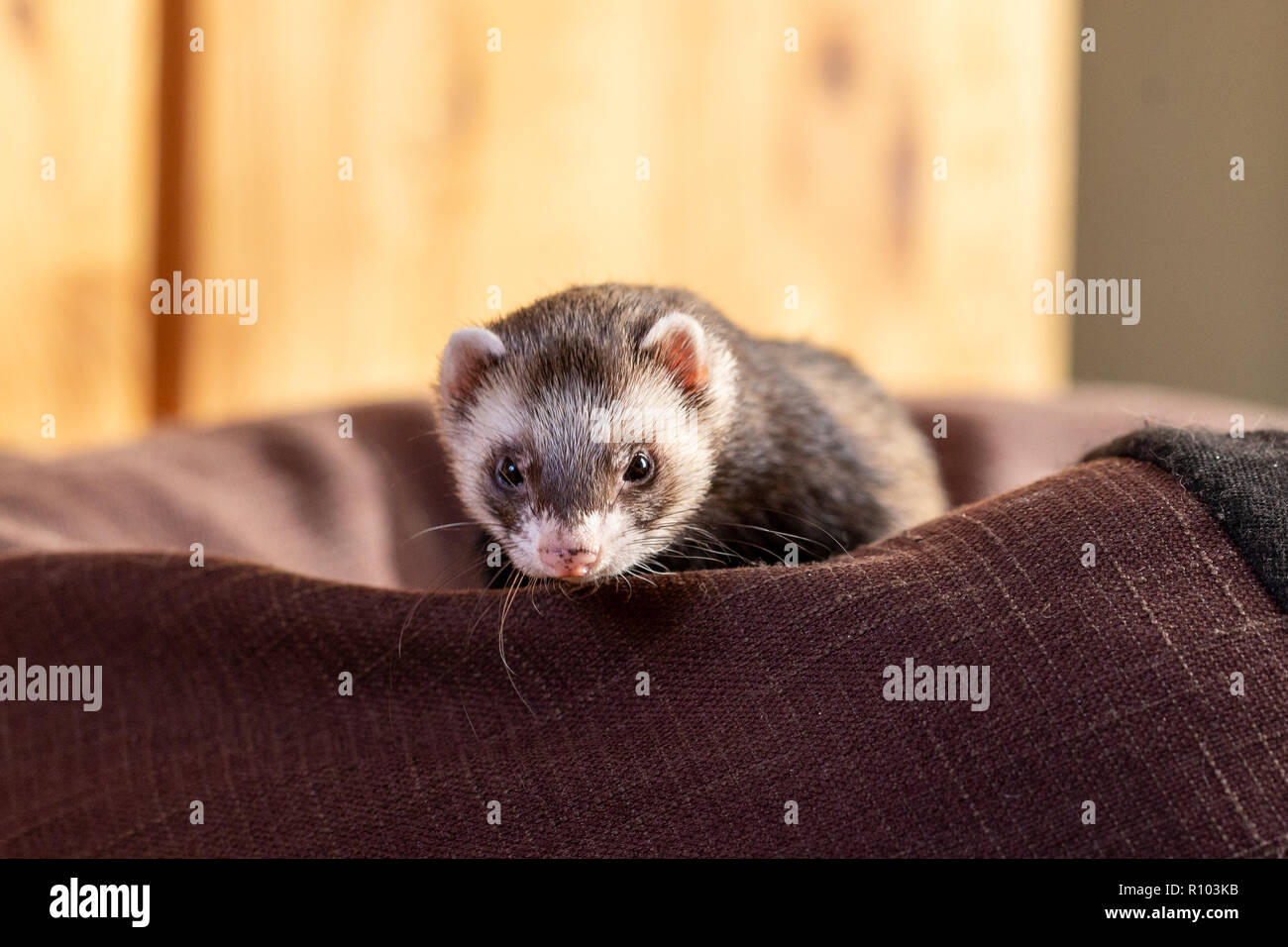 Ferret giacente sul letto guardando la fotocamera Foto Stock