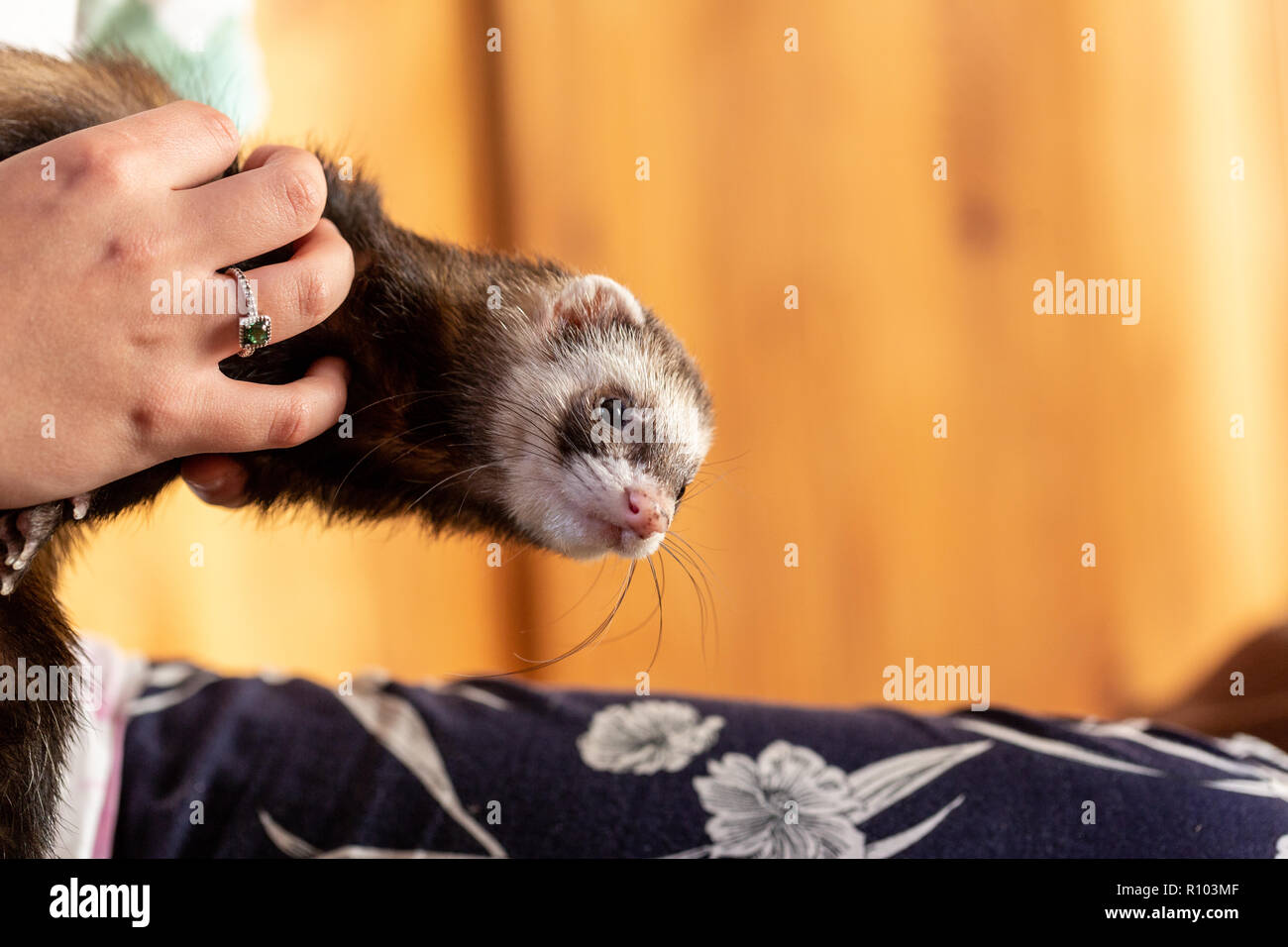 Proprietario holding ferret Foto Stock