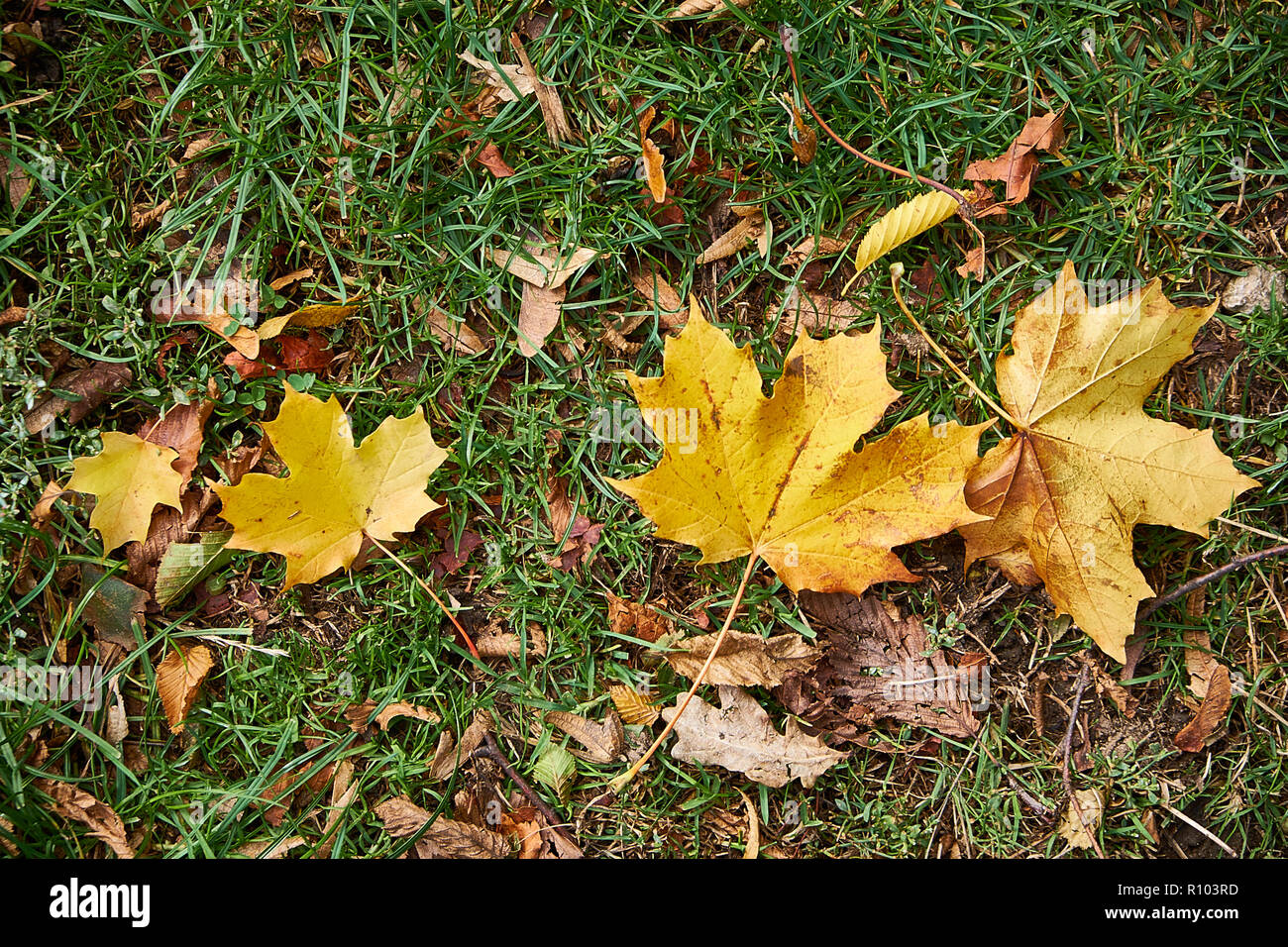 Due foglie secche sul terreno in autunno nel Regno Unito Foto Stock