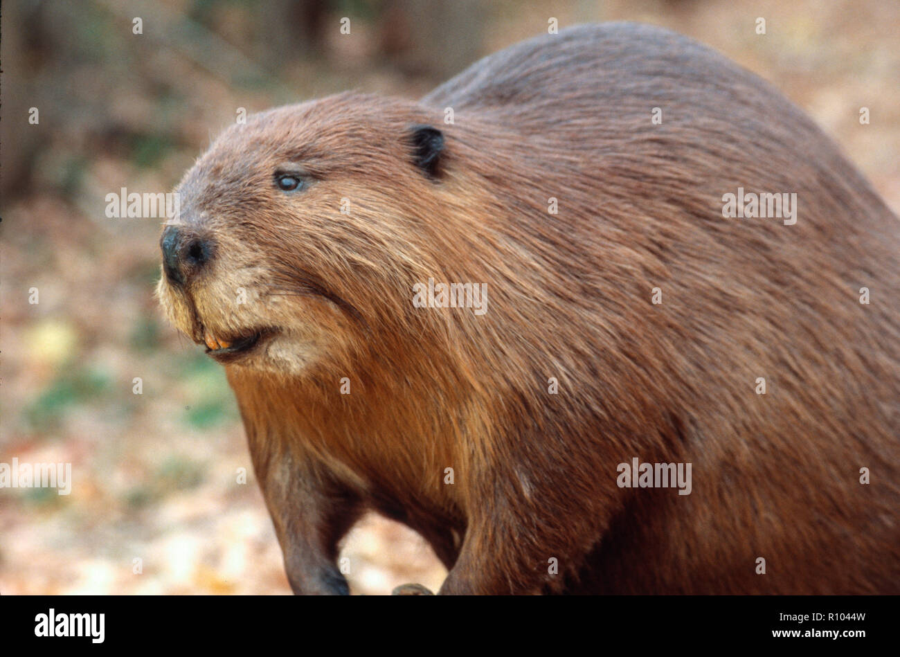 North American castoro, STATI UNITI D'AMERICA Foto Stock