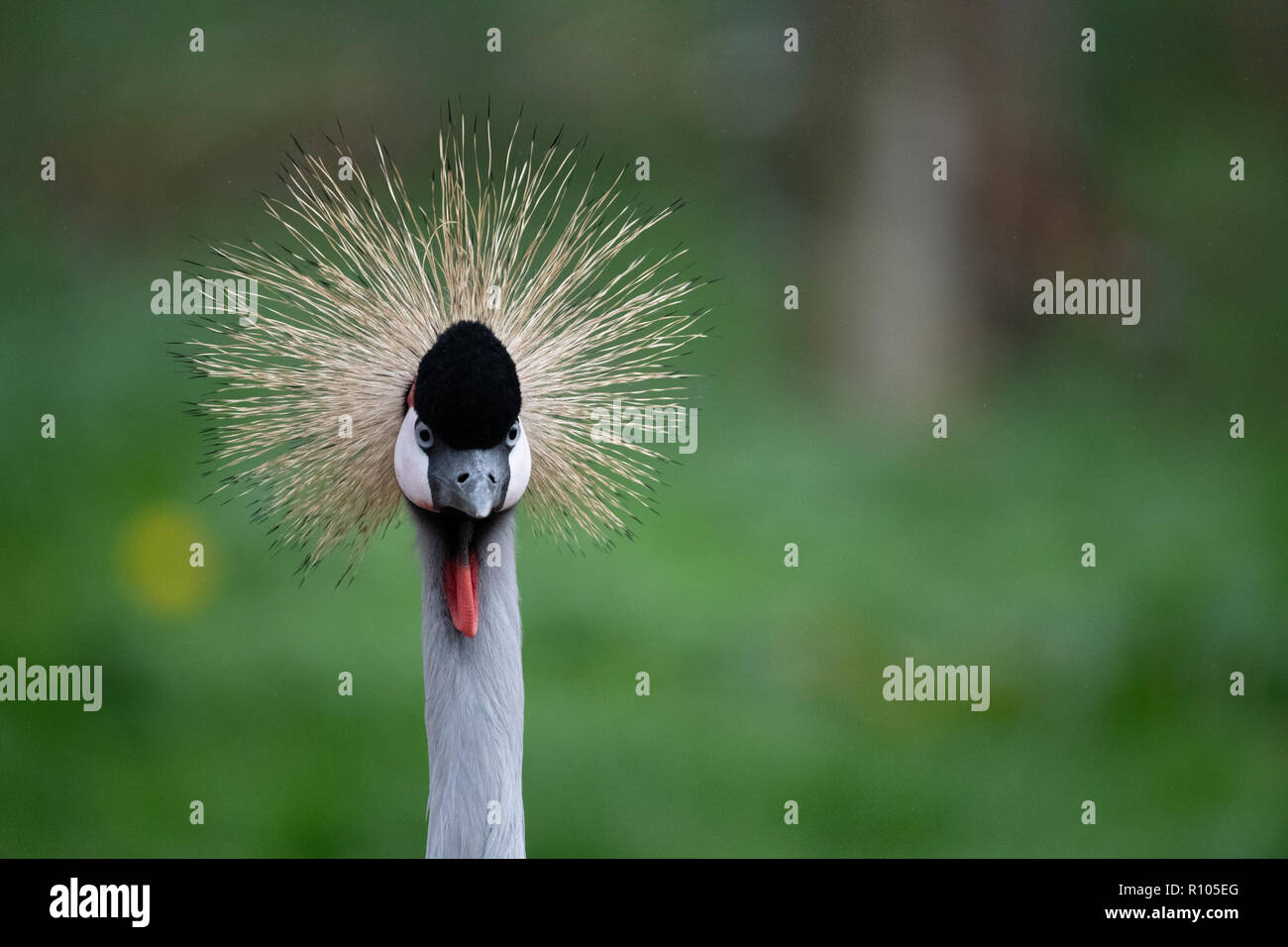 Grey Crowned Crane Foto Stock