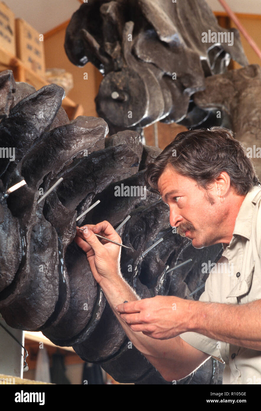 Paleontologo opere su scheletro di dinosauro in Black Hills Institute of Geological Research, Hill City, il Dakota del Sud, STATI UNITI D'AMERICA Foto Stock