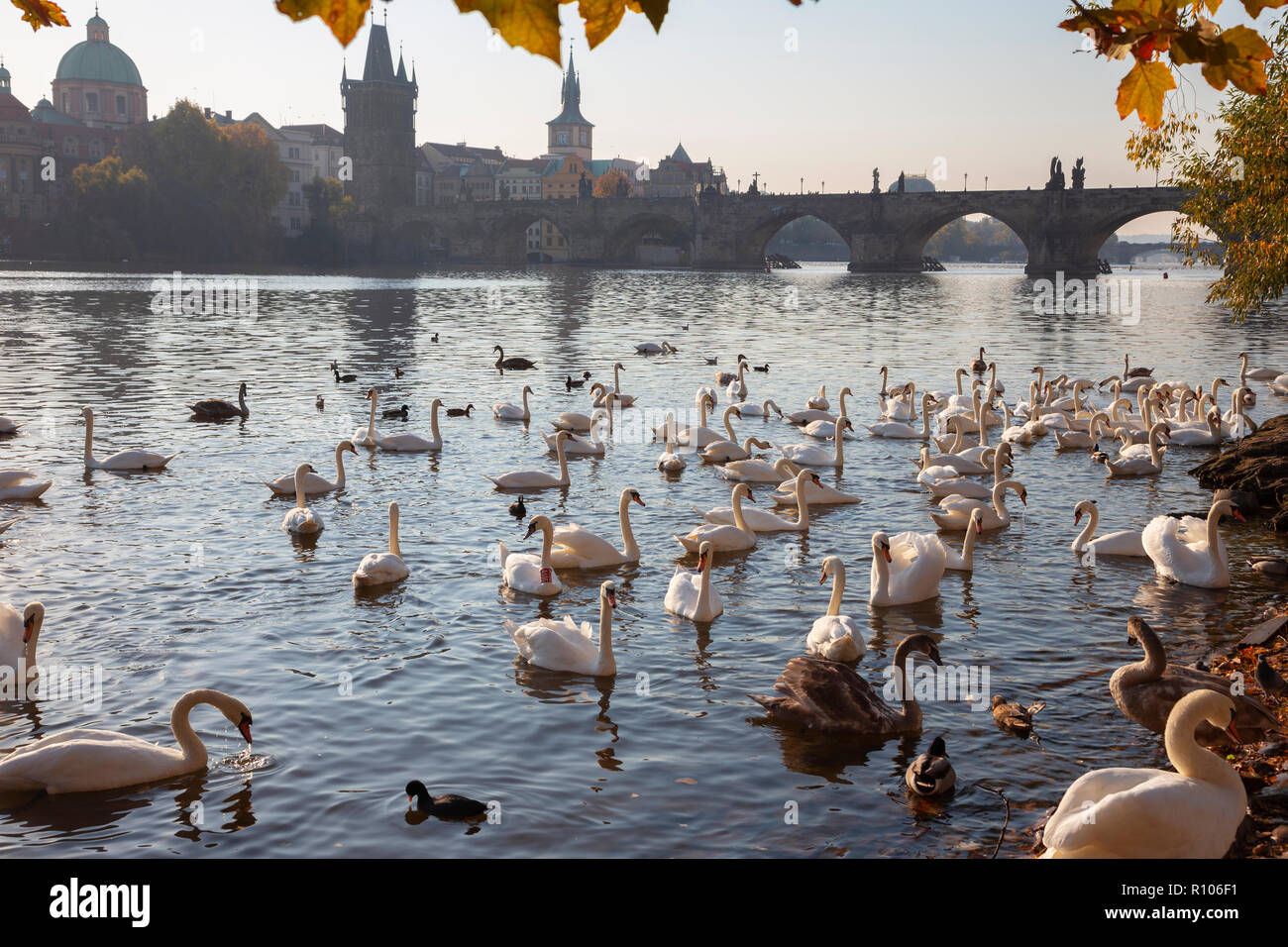 Praga - il ponte Charles e il cigni sul fiume Moldava. Foto Stock